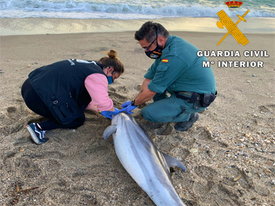 Noticia de Almería 24h: Oleada de varamientos de delfines en la costa almeriense 