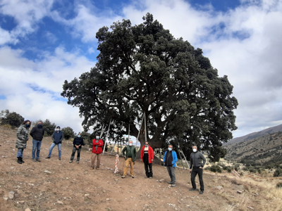 Crean una asociacin para salvar la Encina milenaria de Sern: Monumento Natural Encina de la Peana