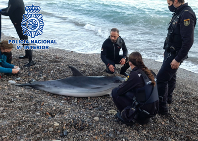 La Polica Nacional recata a un delfn varado en la playa de las Olas de Almera