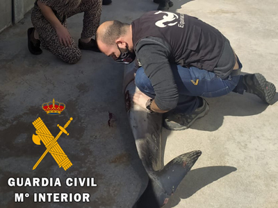 Noticia de Almería 24h: La Guardia Civil presta seguridad y apoyo en el varamiento de un delfín listado 