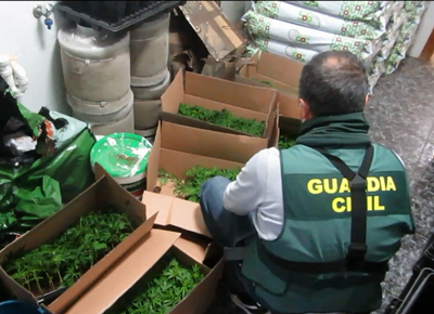 Noticia de Almería 24h: Localizan en una vivienda de Adra una plantación de 568 plantas de marihuana 