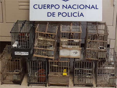 Noticia de Almería 24h: Roba 9 jilgueros de concurso y sus jaulas, todo valorado en más de 10.000 euros y es arrestado por la policía 