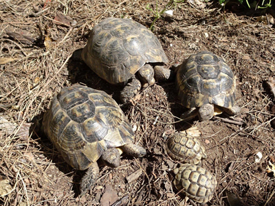 Noticia de Almera 24h: Mueren miles de tortugas moras en un centro de recuperacin de la Junta de Andaluca en Velez-Blanco