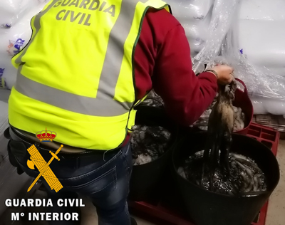 Noticia de Almería 24h: La Guardia Civil interviene 100 Kg de pulpo que no se presentó en lonja para su venta