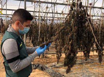 Noticia de Almería 24h: La Guardia Civil interviene 6000 plantas de cannabis y 220 kgs de cogollos en una plantación de cañamo  