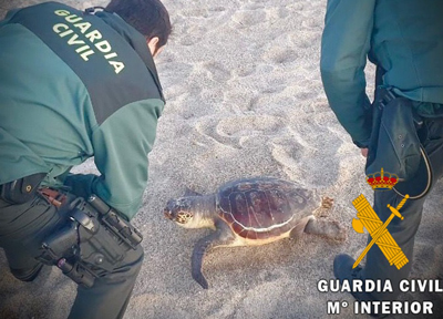 Noticia de Almería 24h: La Guardia Civil recupera una Tortuga Boba (Caretta Caretta) varada  en playa Serena de Roquetas de Mar