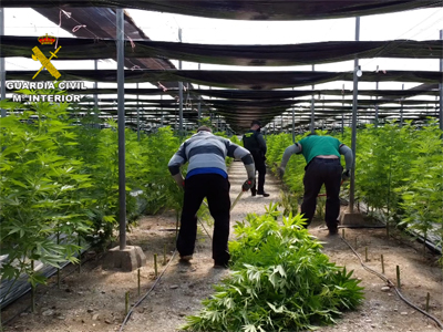 La Guardia Civil interviene 64.800 plantas de cannabis en cinco plantaciones de cáñamo