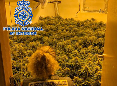 Noticia de Almería 24h: La Policía Nacional desmantela dos plantaciones indoor de marihuana e interviene 630 plantas