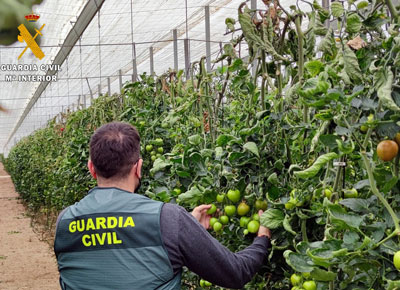 Noticia de Almería 24h: La Guardia Civil detiene al autor de robos en invernaderos de El Ejido y La Mojonera, y recupera más de 150 kilogramos de tomate