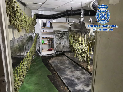 La Polica Nacional desmantela una plantacin de marihuana en una nave industrial de la Rambla Amatisteros 