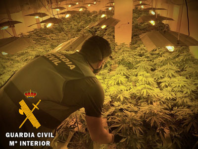 Noticia de Almería 24h: Detenido por utilizar una vivienda alquilada para cultivar marihuana