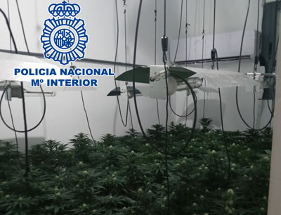 Noticia de Almería 24h: Desmantelan una plantación de marihuana en dos viviendas propiedad del Ayuntamiento de Almería