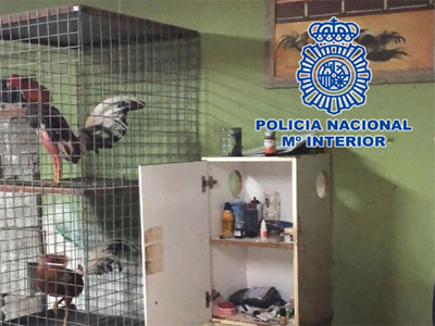 Detenido por la cra de Gallos de Combate, con los espolones afilados y la cresta amputada