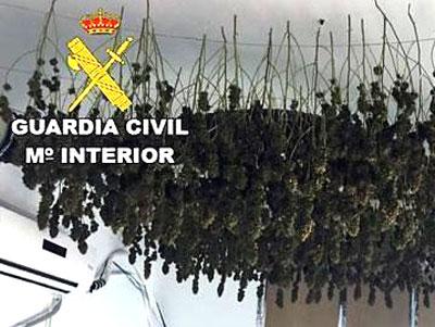 Noticia de Almería 24h: Falsifica el contrato de alquiler de una vivienda para no hacerse responsable de la plantación de marihuana que hay en su interior