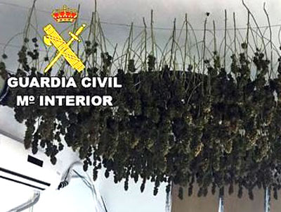 Falsifica el contrato de alquiler de una vivienda para no hacerse responsable de la plantacin de marihuana que hay en su interior