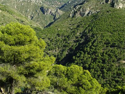 Noticia de Almería 24h: Los cuatro bosques de Murgi