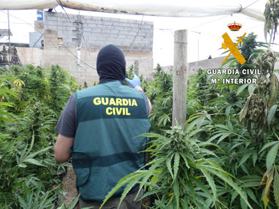 Noticia de Almería 24h: Seis detenidos y siete investigados por la Guardia Civil en una macrooperación contra el cultivo de marihuana en El Pozo de la Tía Manolica