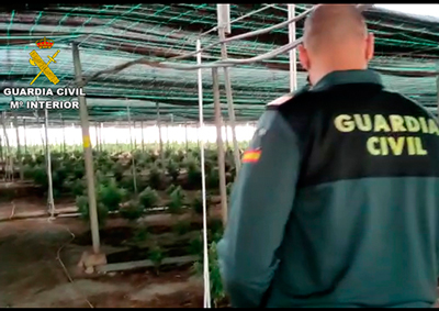 Noticia de Almería 24h: Localizan 62.000 plantas de marihuana en Lucainena de la Torres