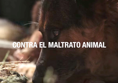 Noticia de Almería 24h: Detenido por matar al perro de un vecino de una patada en la cabeza