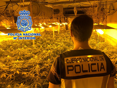 Desmantelan dos plantaciones de marihuana custodiadas por dos matrimonios y el hijo de uno de ellos