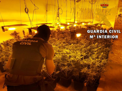 Noticia de Almera 24h: La Guardia Civil localiza una plantacin indoor con 548 plantas de marihuana y neutraliza 29 enganches ilegales