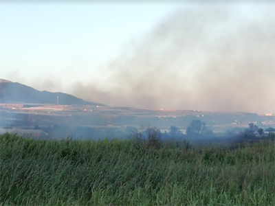 Noticia de Almera 24h: Ecologistas en accin: Incendio en la Reserva Natural de las Albuferas de Adra