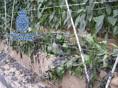 La Policía Nacional detiene en El Ejido a un pirómano que prendió fuego a varios invernaderos de la zona 