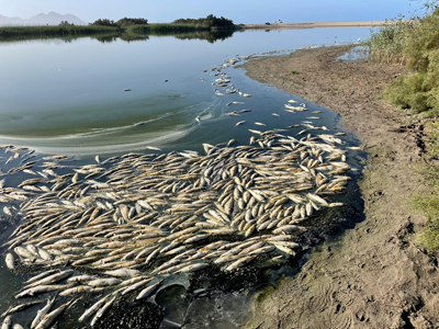 Noticia de Almera 24h: El GEM exige ampliar la depuradora de Cabo de Gata para evitar la mortandad de peces en Rambla Morales