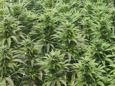 La Guardia Civil desarticula una importante organización que cultivaba cannabis en once viviendas de un mismo barrio 