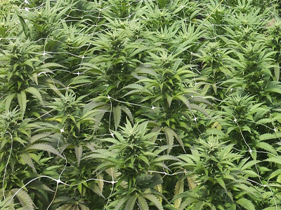 Noticia de Almera 24h: La Guardia Civil desarticula una importante organizacin que cultivaba cannabis en once viviendas de un mismo barrio 