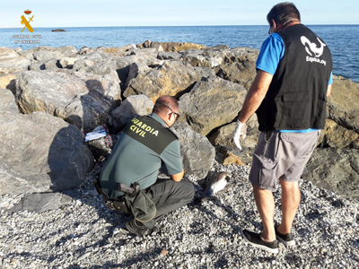 La Guardia Civil presta seguridad y apoyo a los técnicos de Equinac en dos varamientos de delfines 