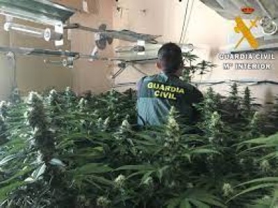 Noticia de Almería 24h: La Guardia Civil interviene un cultivo indoor de marihuana con 177 plantas en Roquetas de Mar