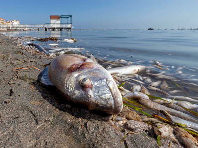 Mar Menor: Crimen contra la Humanidad