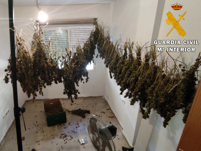 Gracias a la colaboración ciudadana es detenido con 150 plantas de marihuana colgadas de cuerdas para su secado