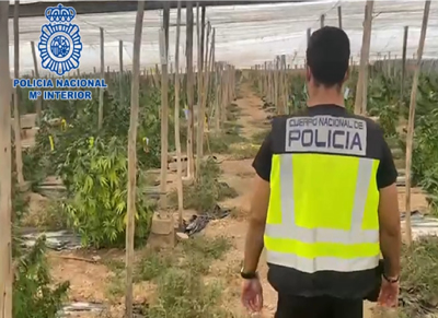 Noticia de Almería 24h: La Policía Nacional interviene en El Ejido más de 5 toneladas de marihuana encubiertas bajo un cultivo de cáñamo industrial