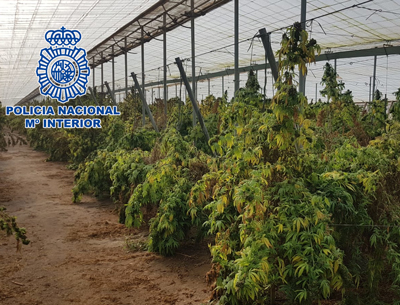 Noticia de Almería 24h: Descubren 18.000 plantas de marihuana en un invernadero de 11.000 metros cuadrados