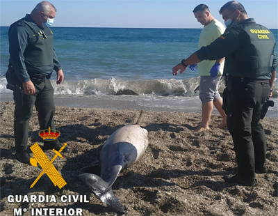 La Guardia Civil presta seguridad y apoyo en el varamiento de un delfn comn a los tcnicos de Equinac