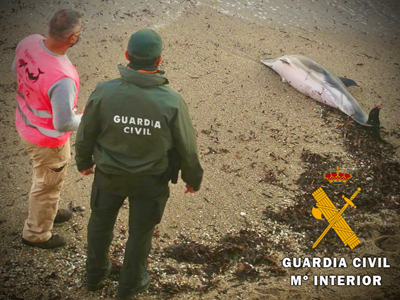La Guardia Civil presta apoyo y seguridad a los técnicos de Equinac en el varamiento de un delfín común en la playa del Faro
