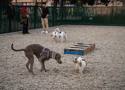 Noticia de Almería 24h: Almería estrena un nuevo parque canino, con más de 400 metros cuadrados, en las Almadrabillas, el séptimo de la capital