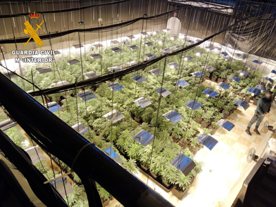 Detenido con una plantación indoor de marihuana en una nave industrial en la que se intervienen 524 plantas de marihuana