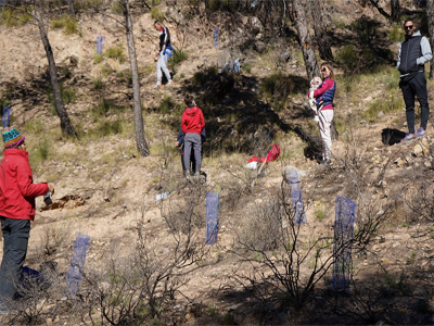 Noticia de Almera 24h: Regenera Berja organiza una nueva jornada de reforestacin para el sbado 19 de febrero