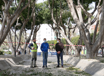 Noticia de Almería 24h: El plan de refuerzo y mantenimiento de jardines de Adra avanza con la poda de los ficus del parque del Puerto