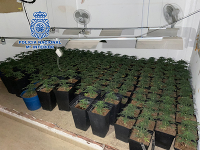 Intervienen a un padre y su hijo menor de edad, 560 plantas de marihuana 