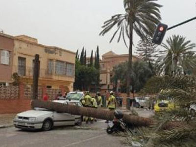 Noticia de Almería 24h: El informe de la UTE STV Albaida concluye que “los fuertes vientos y la lluvia acumulada” causaron “el vencimiento” de la palmera