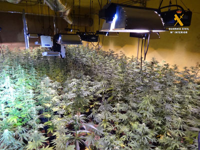 Noticia de Almería 24h: La Guardia Civil investiga a siete personas relacionadas con un cultivo de marihuana indoor en Aulago  