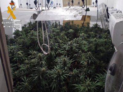 Localizan un cultivo indoor de marihuana en una vivienda ocupada en Tabernas 