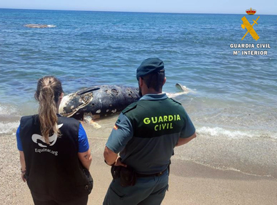 La Guardia Civil auxilia a Equinac en el varamiento de una tortuga boba, un delfn y un zifio deCuvier de seis metros de envergadura