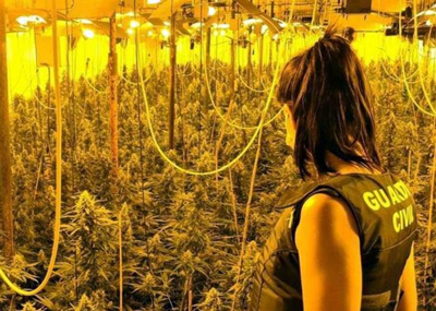 Detenida una pareja con un beb de ocho meses que tenan en su casa casi 400 plantas de marihuana