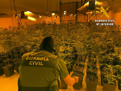 Noticia de Almería 24h: Intervienen cerca de 500 plantas de marihuana y neutraliza 80 enganches eléctricos fraudulentos