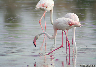 Y LOS FLAMENCOS, CUNDO ESTARN DE VUELTA?